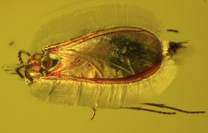 Detailed Fossil Fly (Sciaridae) In Baltic Amber - Jewelry Cut #50590